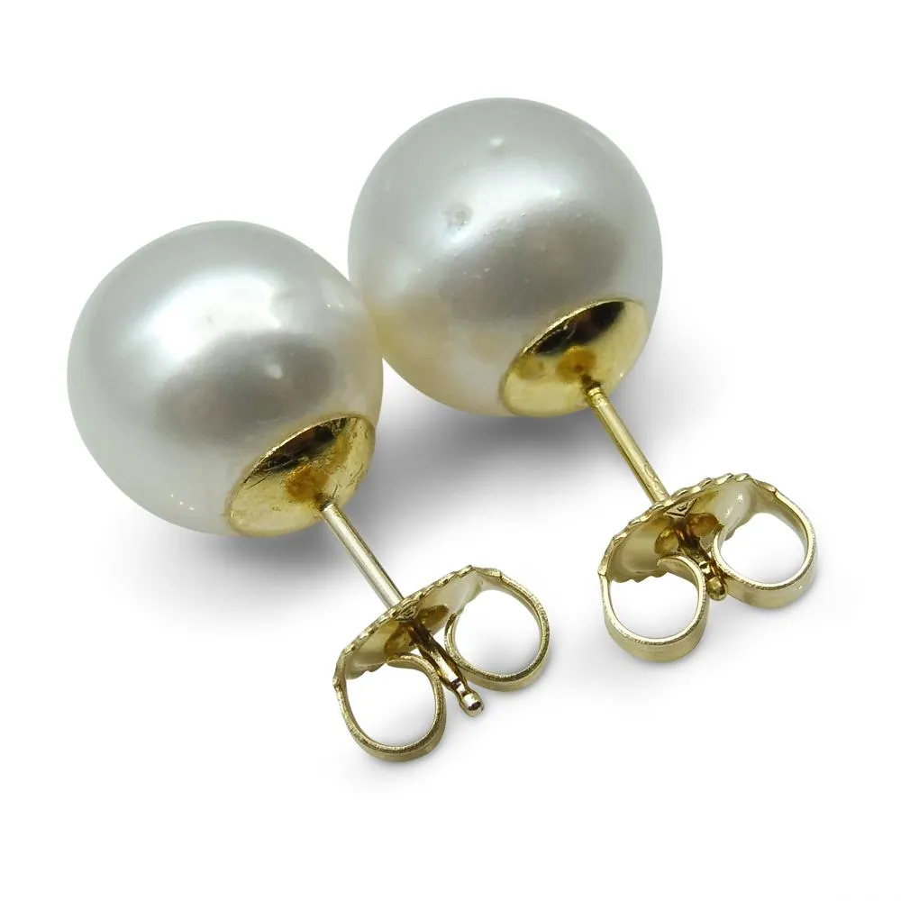 11mm White South Sea Pearl Earrings in 14k Yellow Gold