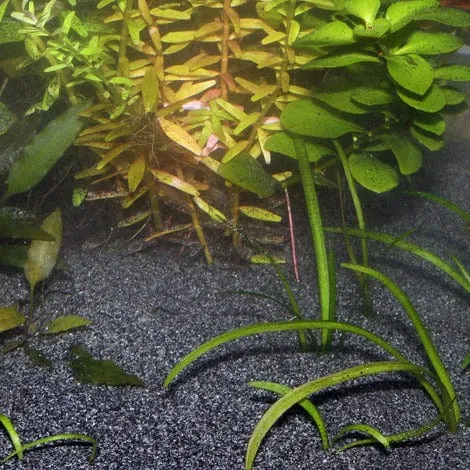 JBL Sansibar Aquarium Sand Dark 5kg
