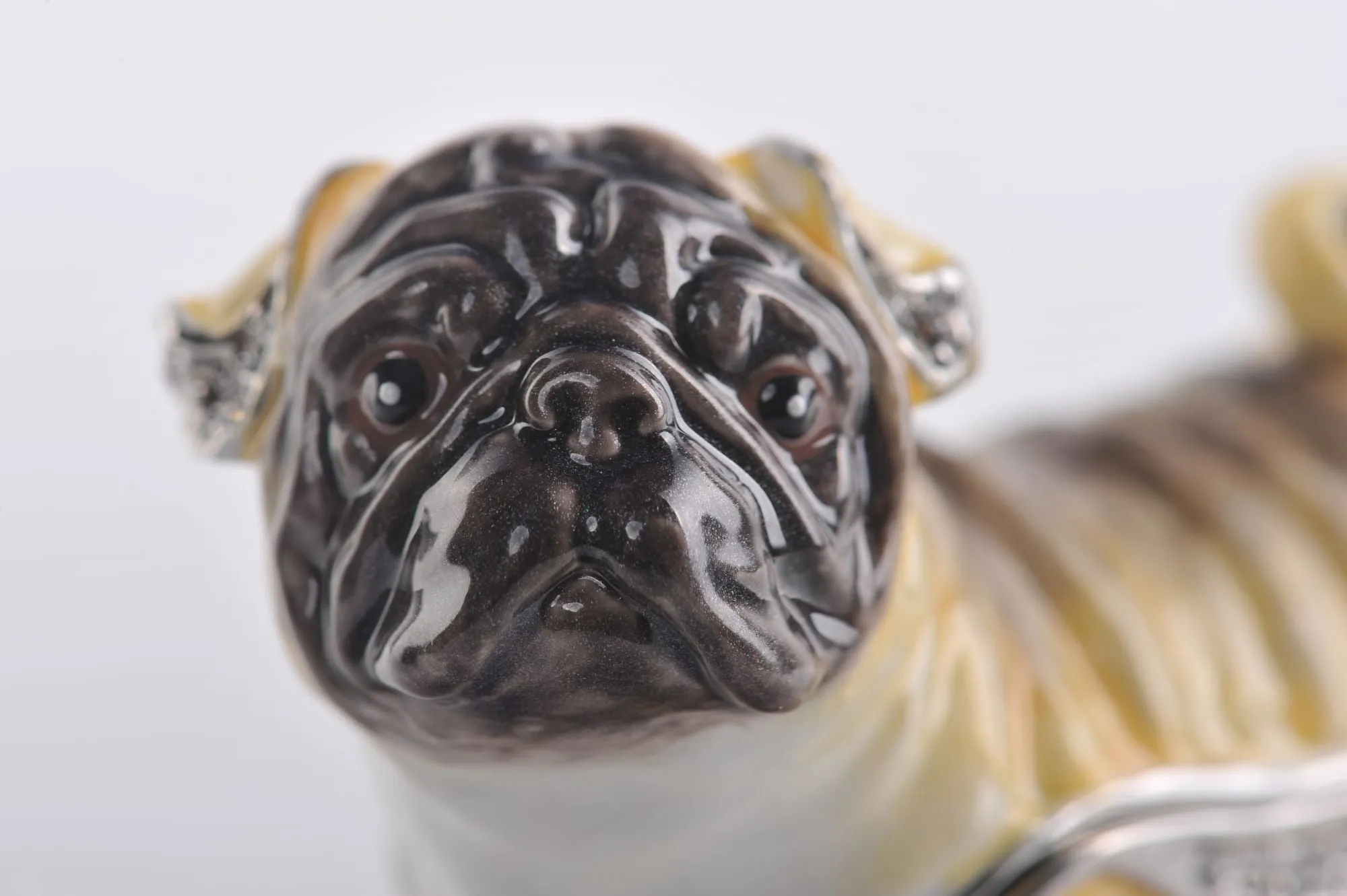 Pug Dog