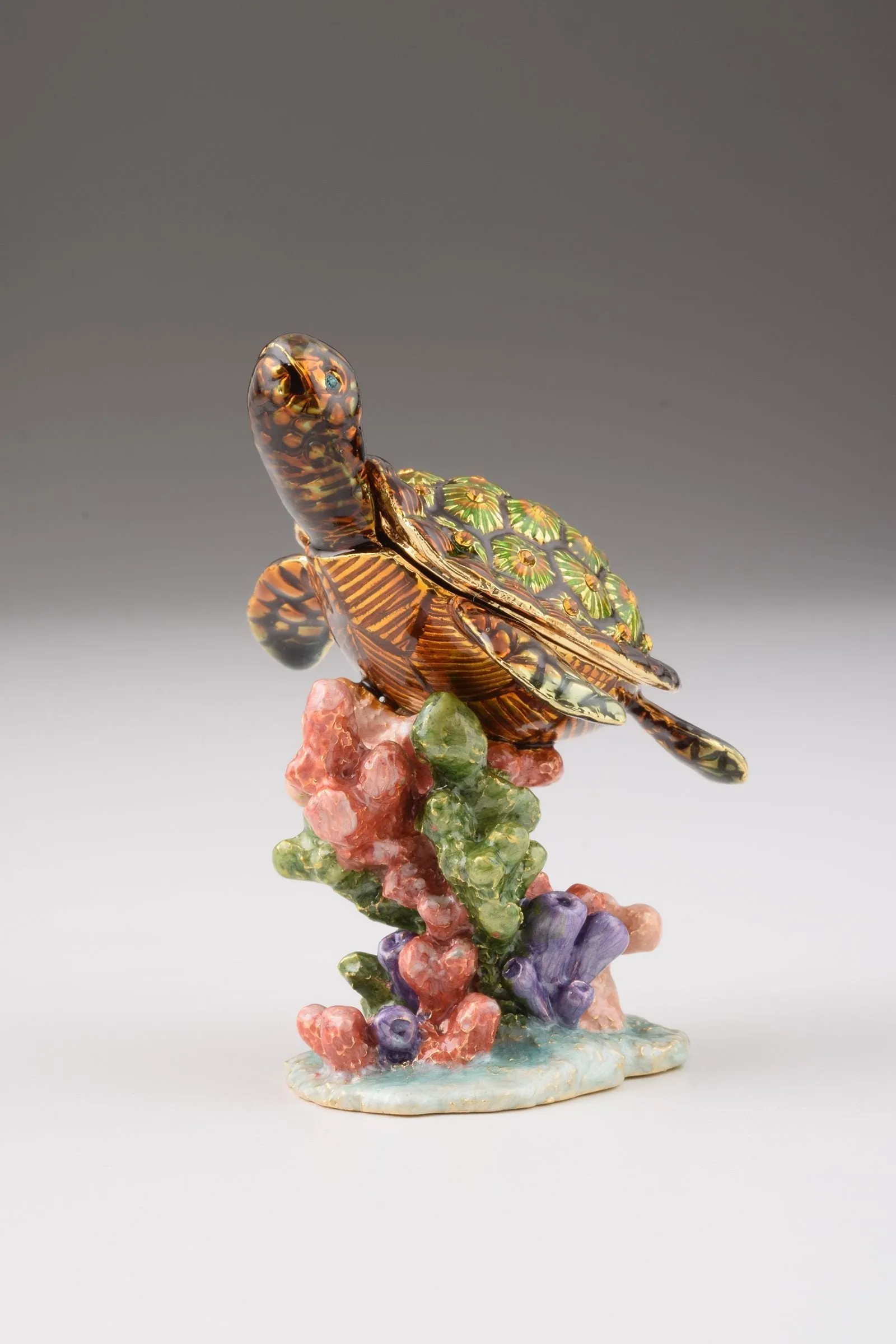 Turtle on a Rock