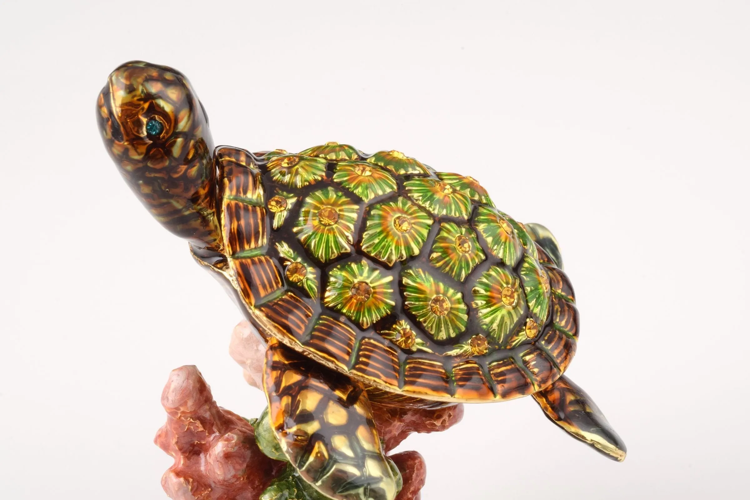 Turtle on a Rock