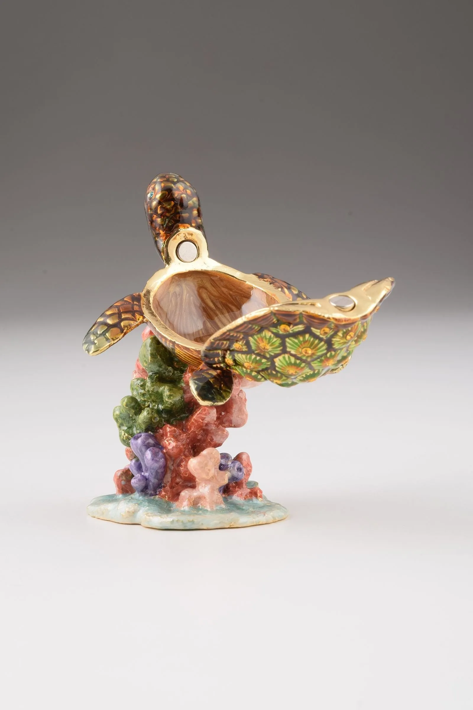 Turtle on a Rock